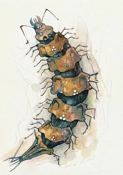 Card art: Argiope